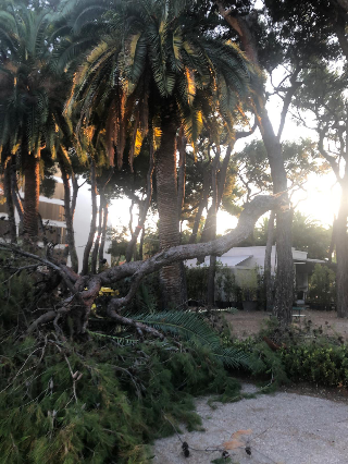 San Benedetto - Grossi rami di pino si abbattono su viale Pasqualetti, paura in centro